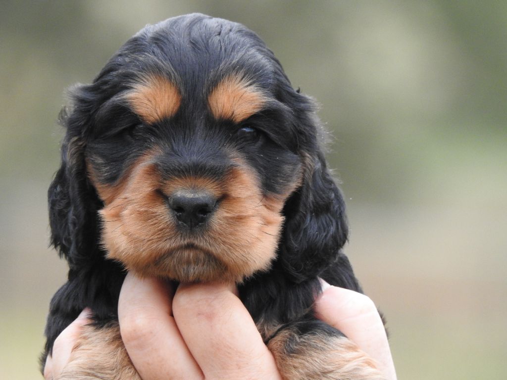 Du Clos De La Majesty - Chiots disponibles - Cocker Spaniel Anglais