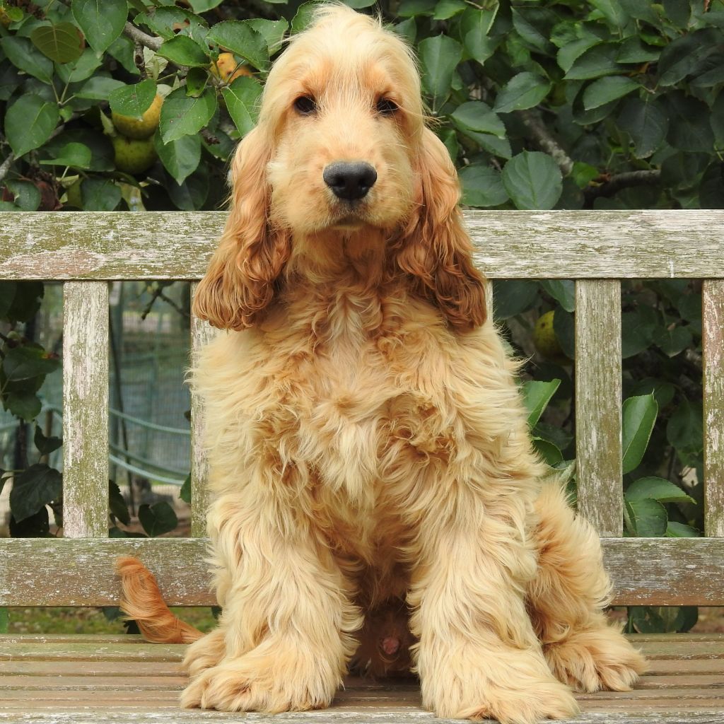 Du Clos De La Majesty - Cocker Spaniel Anglais - Portée née le 21/04/2025