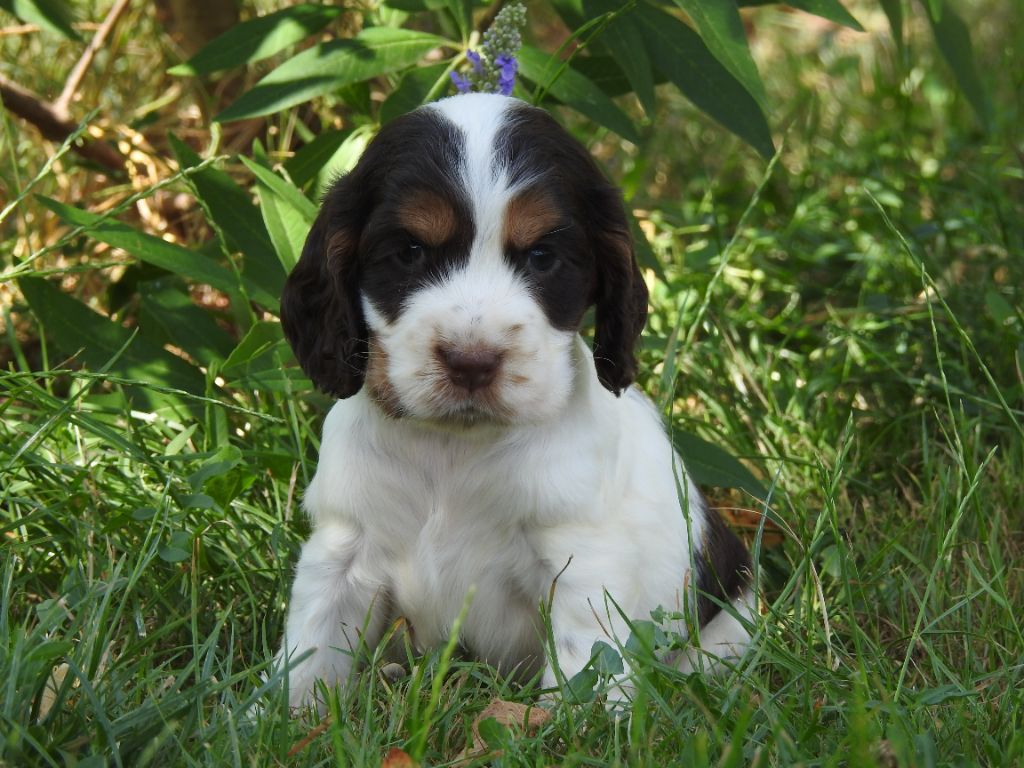 Du Clos De La Majesty - Chiots disponibles - Cocker Spaniel Anglais