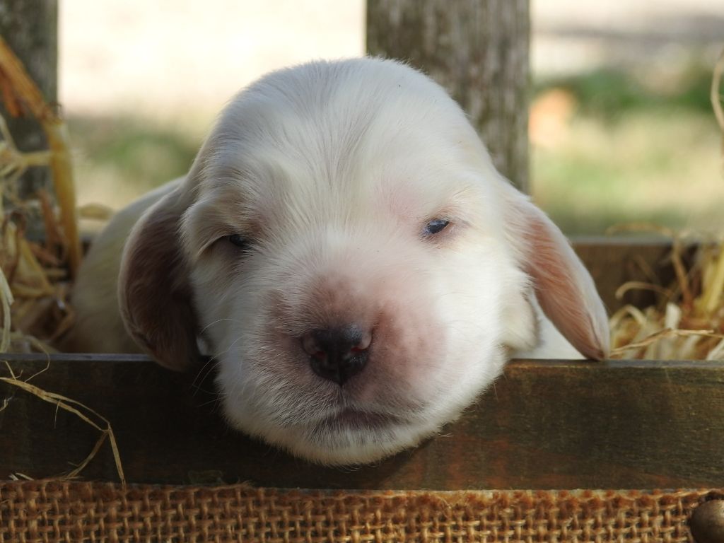 Du Clos De La Majesty - Chiots disponibles - Cocker Spaniel Anglais