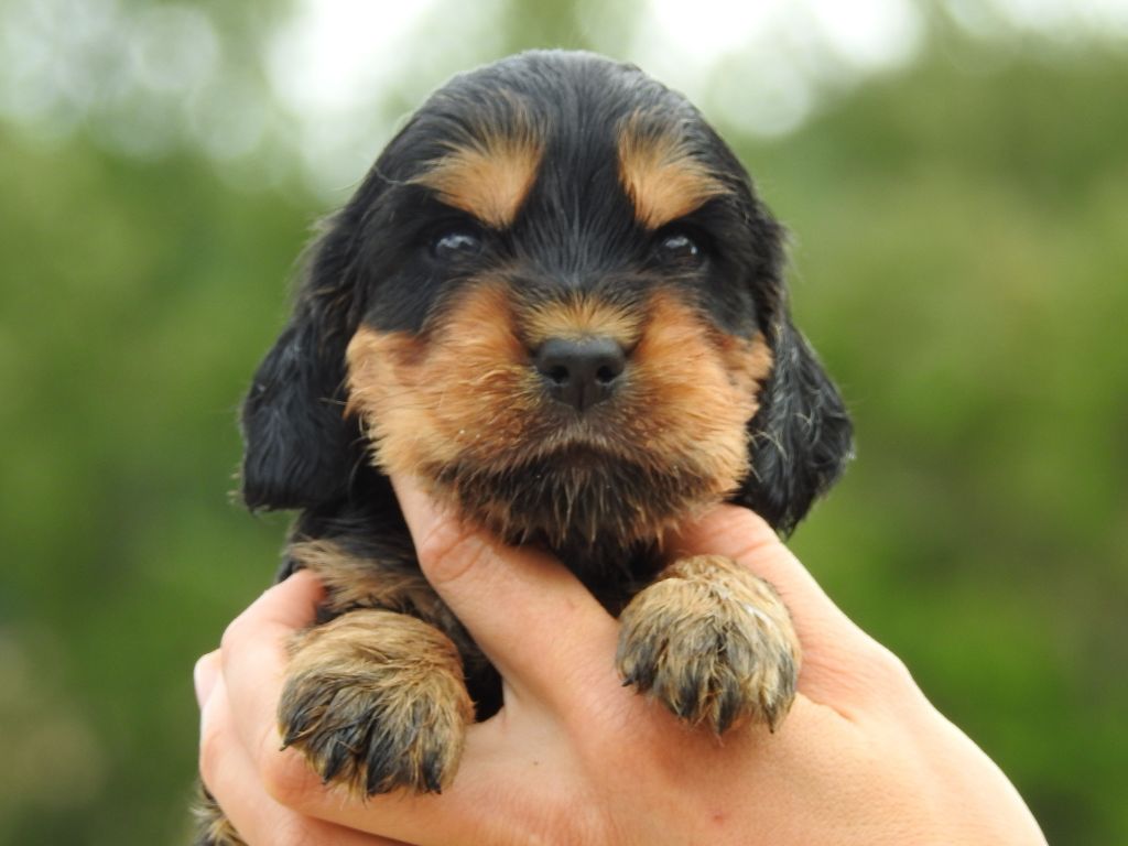 Du Clos De La Majesty - Chiots disponibles - Cocker Spaniel Anglais