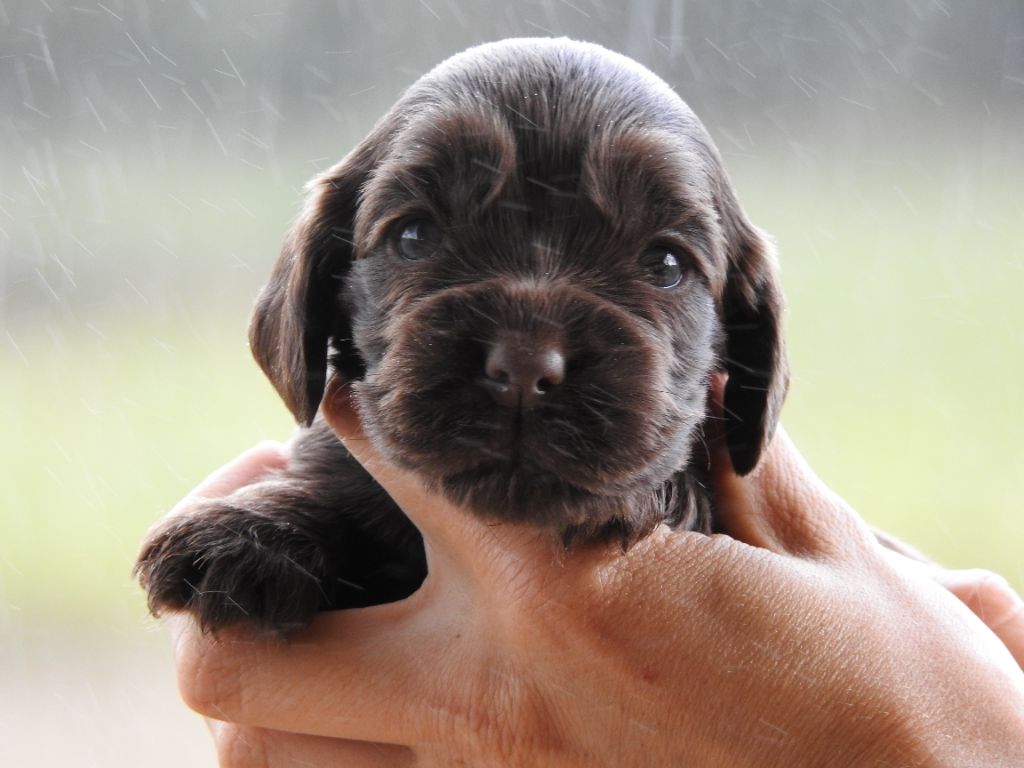 Du Clos De La Majesty - Chiots disponibles - Cocker Spaniel Anglais