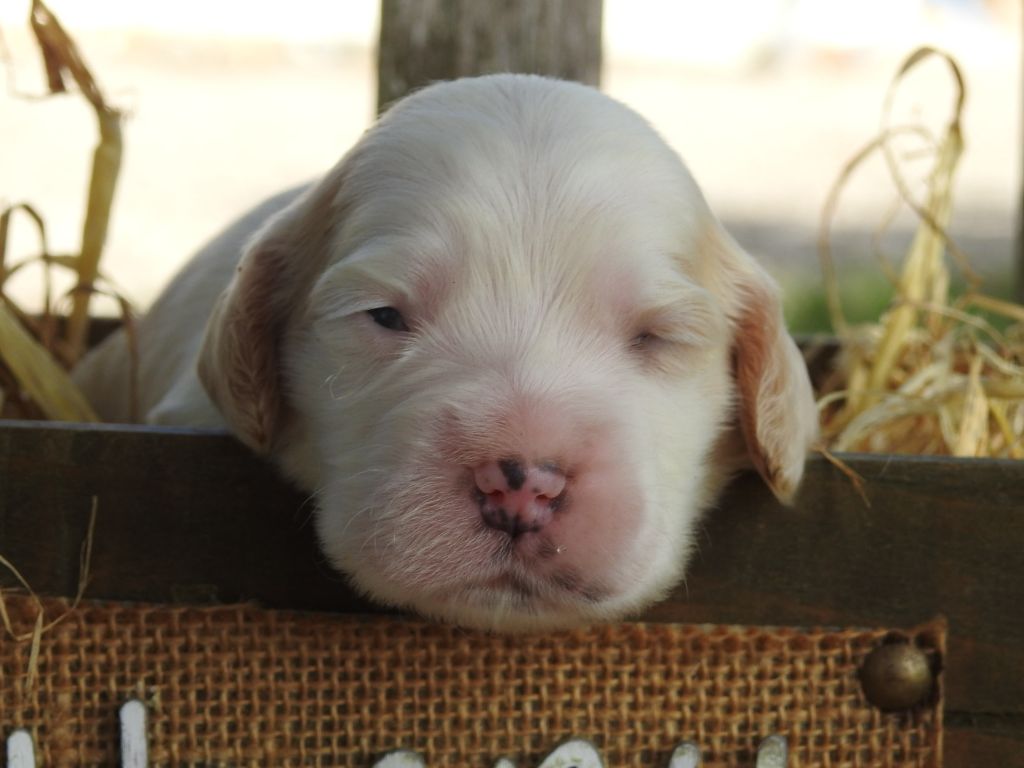 Du Clos De La Majesty - Chiots disponibles - Cocker Spaniel Anglais