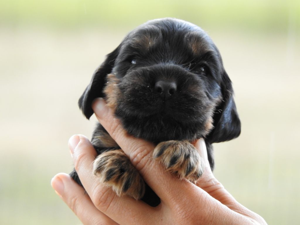 Du Clos De La Majesty - Chiots disponibles - Cocker Spaniel Anglais