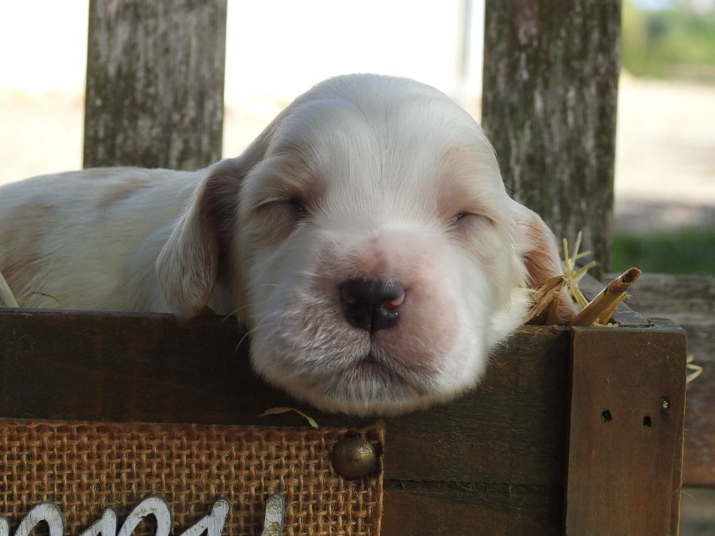 Du Clos De La Majesty - Chiots disponibles - Cocker Spaniel Anglais