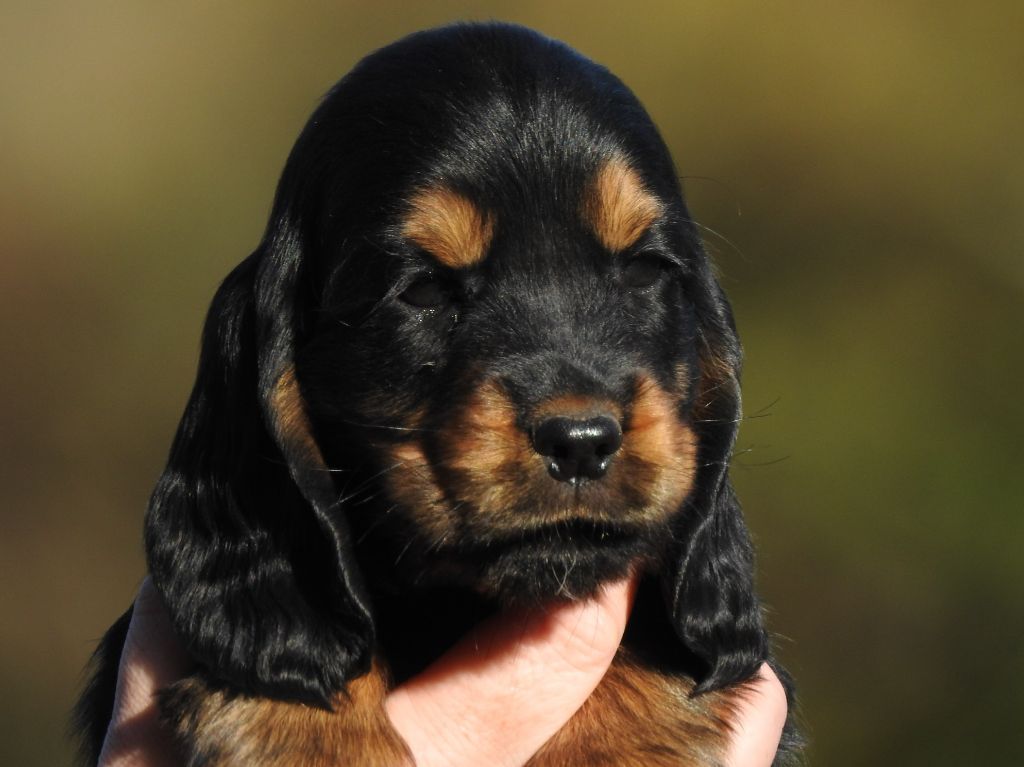 Du Clos De La Majesty - Chiots disponibles - Cocker Spaniel Anglais