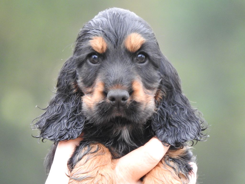 Du Clos De La Majesty - Chiots disponibles - Cocker Spaniel Anglais
