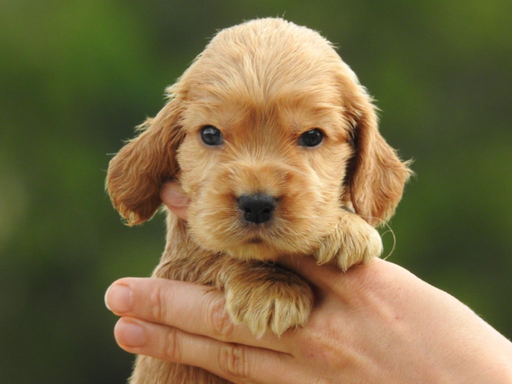Du Clos De La Majesty - Chiots disponibles - Cocker Spaniel Anglais