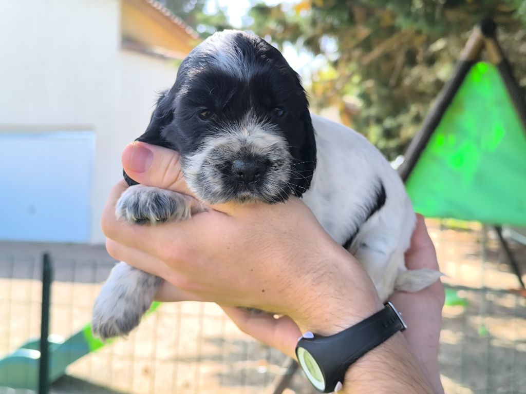 Du Clos De La Majesty - Chiots disponibles - Cocker Spaniel Anglais