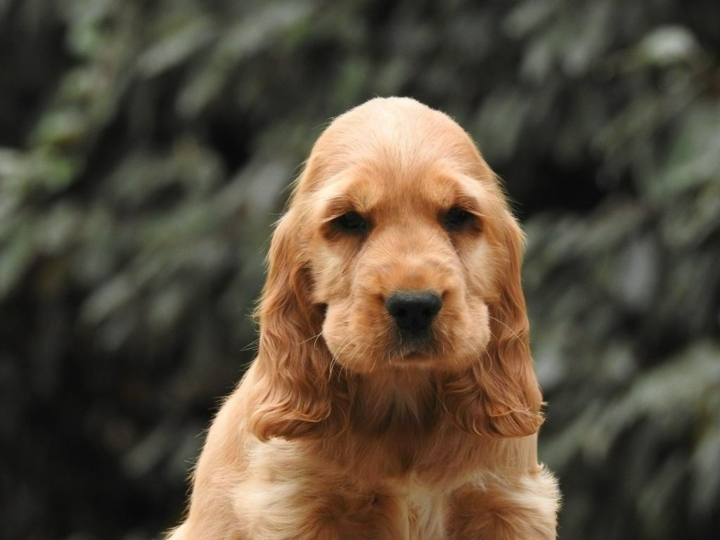 Du Clos De La Majesty - Chiots disponibles - Cocker Spaniel Anglais
