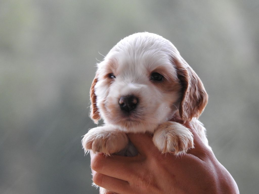 Du Clos De La Majesty - Chiots disponibles - Cocker Spaniel Anglais