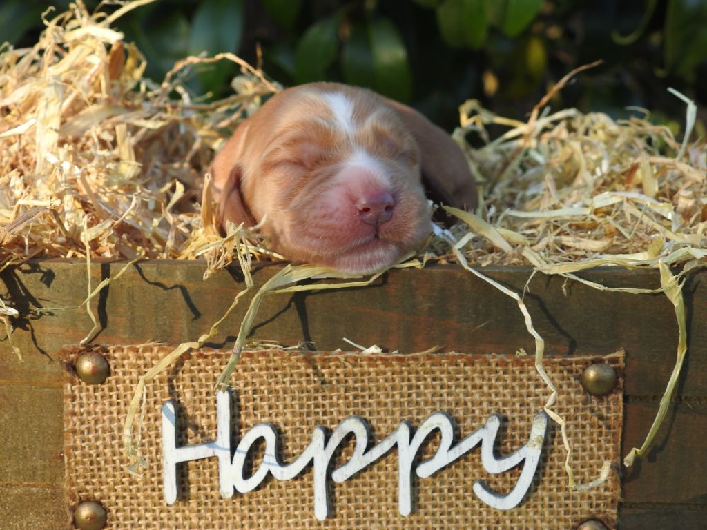 Du Clos De La Majesty - Chiots disponibles - Cocker Spaniel Anglais