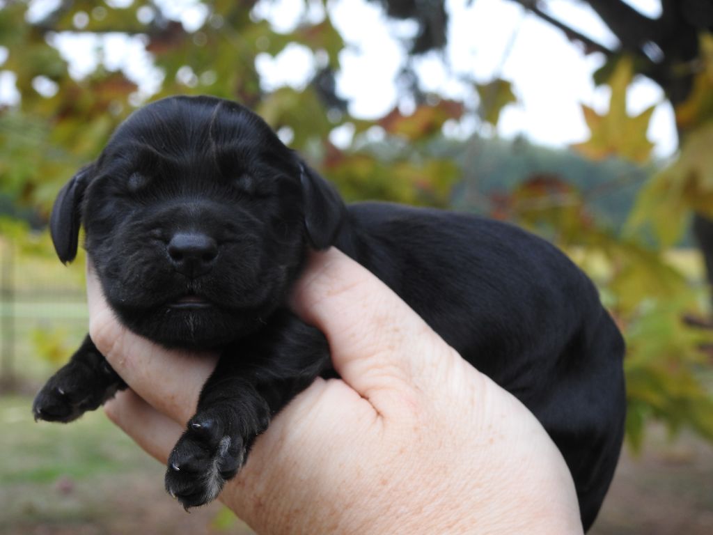 Du Clos De La Majesty - Chiots disponibles - Cocker Spaniel Anglais