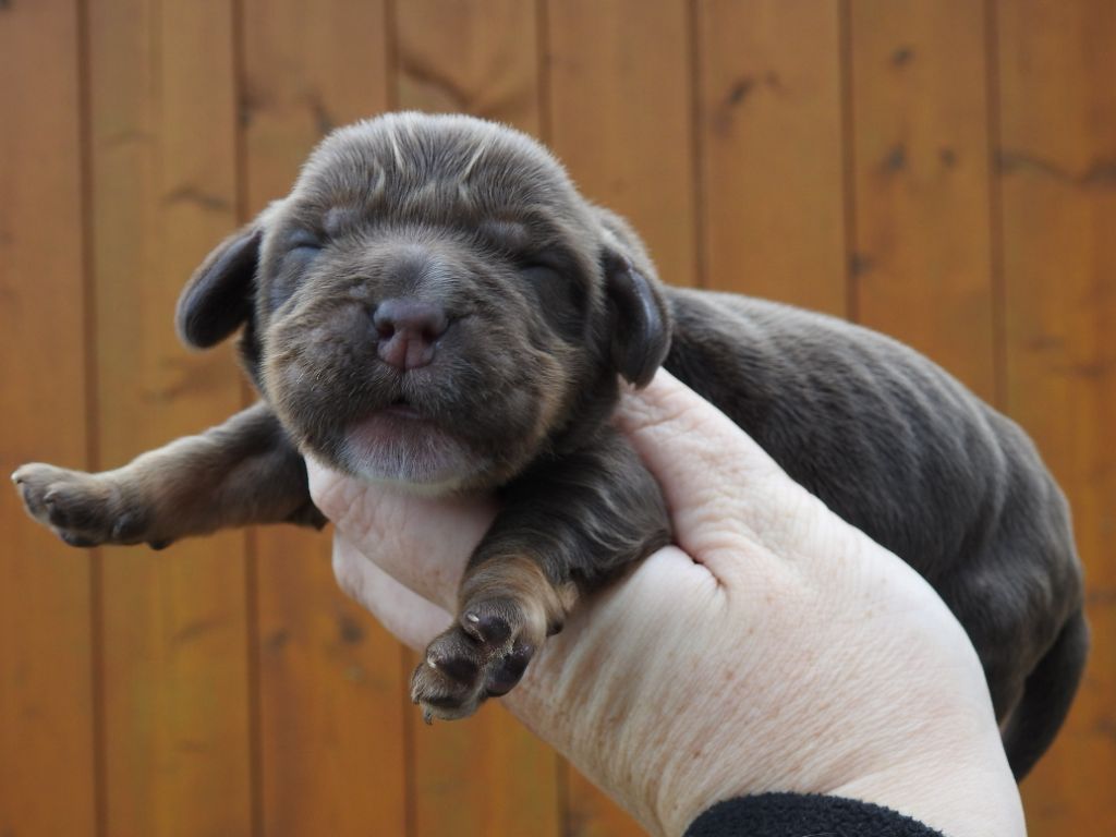 Du Clos De La Majesty - Chiots disponibles - Cocker Spaniel Anglais