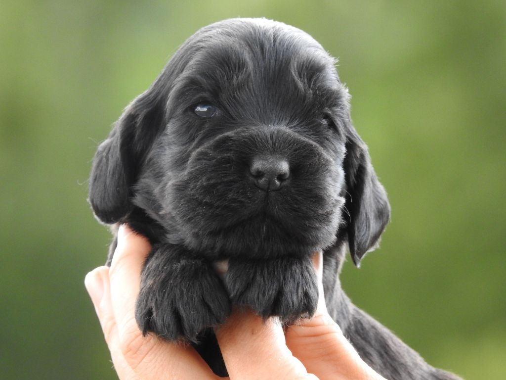 Du Clos De La Majesty - Chiots disponibles - Cocker Spaniel Anglais