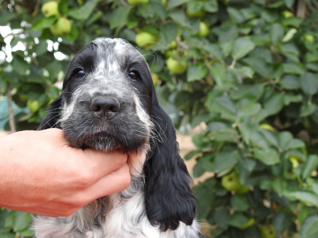 Du Clos De La Majesty - Chiots disponibles - Cocker Spaniel Anglais