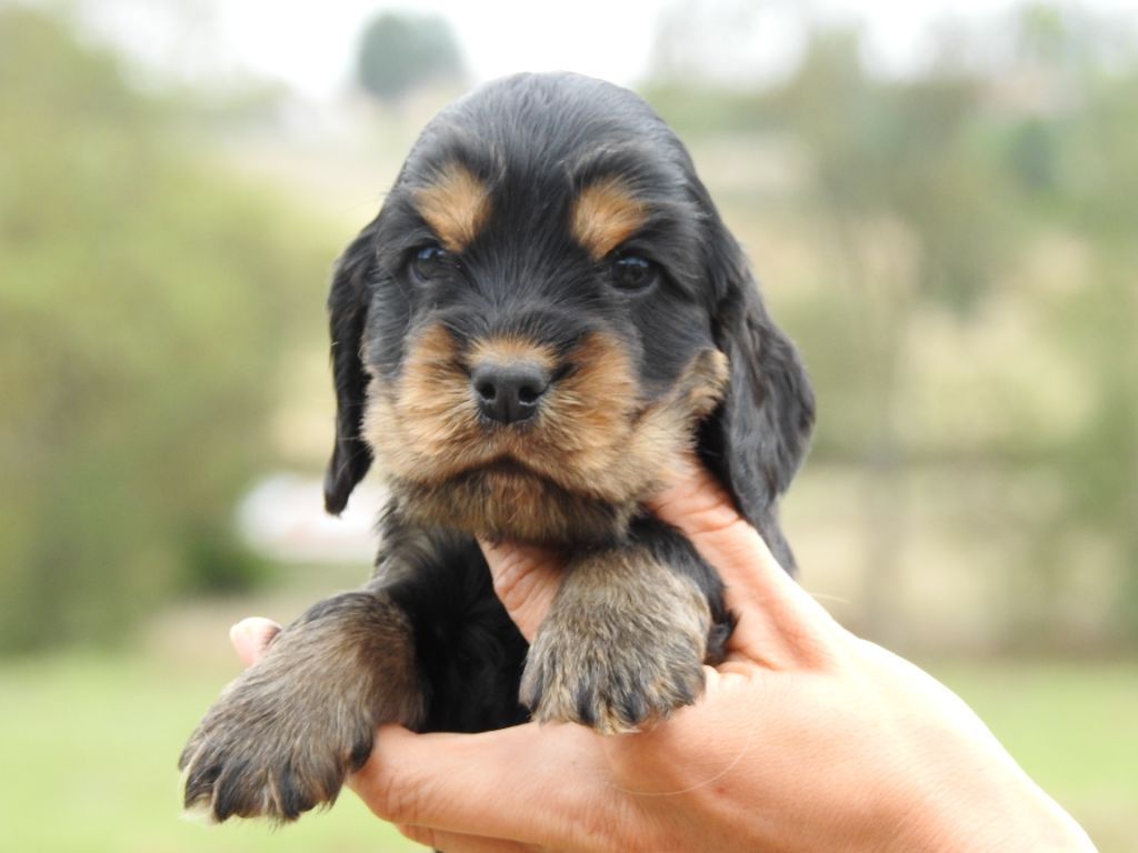 Du Clos De La Majesty - Chiots disponibles - Cocker Spaniel Anglais