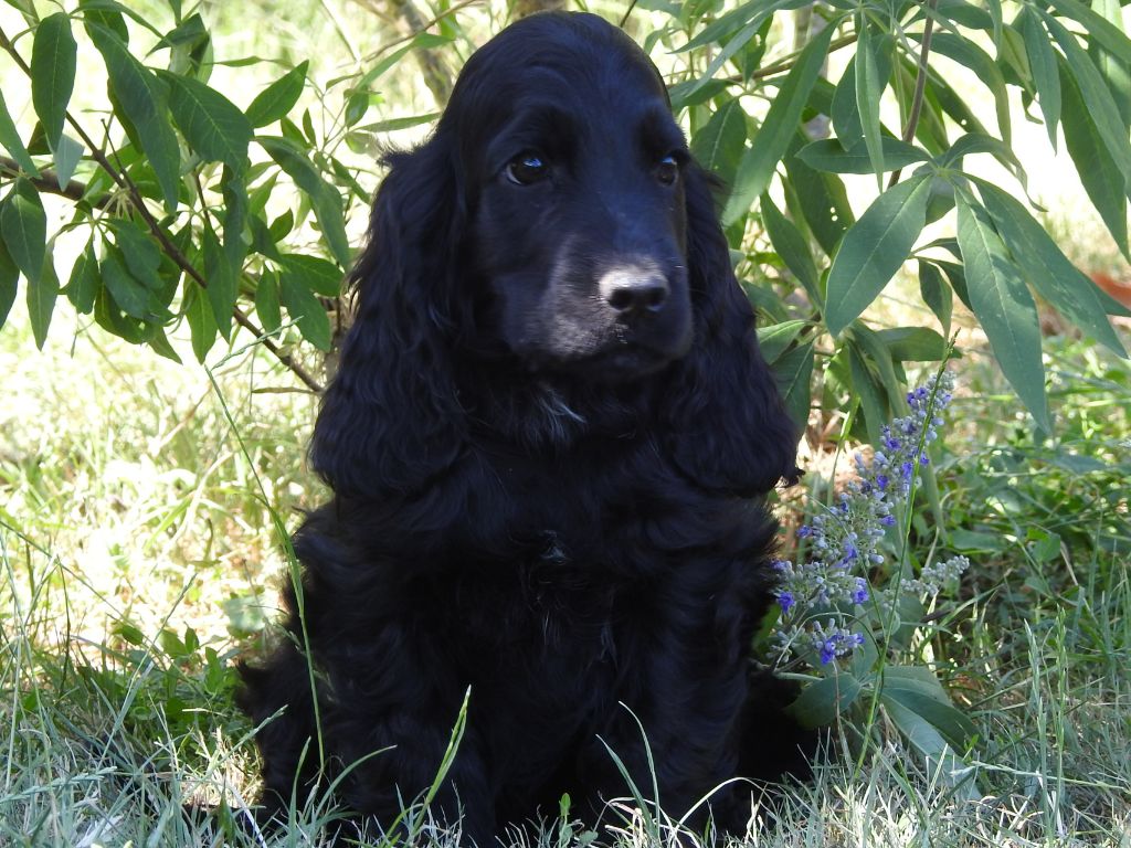 Du Clos De La Majesty - Chiots disponibles - Cocker Spaniel Anglais