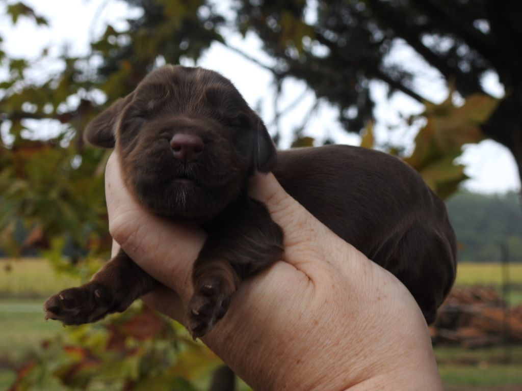 Du Clos De La Majesty - Chiots disponibles - Cocker Spaniel Anglais
