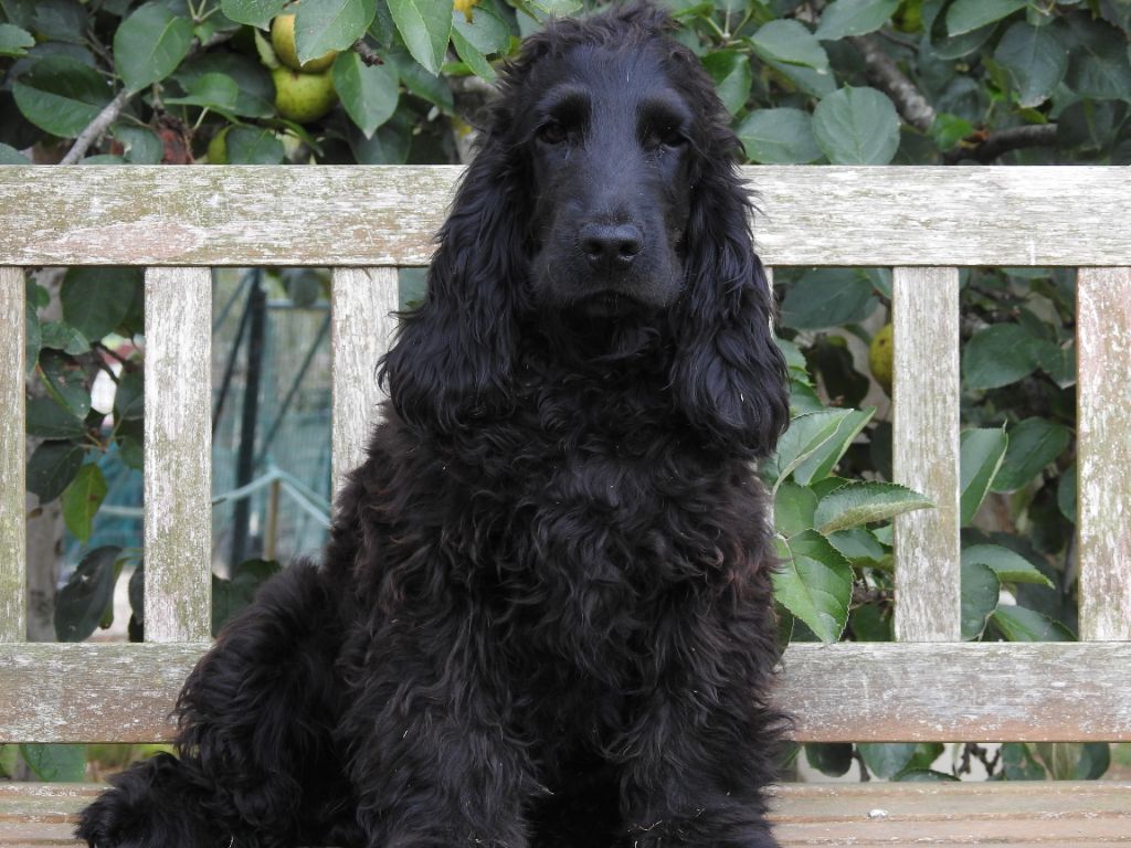 Du Clos De La Majesty - Chiots disponibles - Cocker Spaniel Anglais