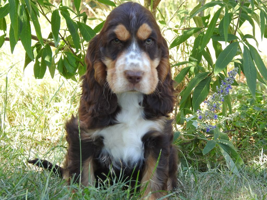 Du Clos De La Majesty - Chiots disponibles - Cocker Spaniel Anglais