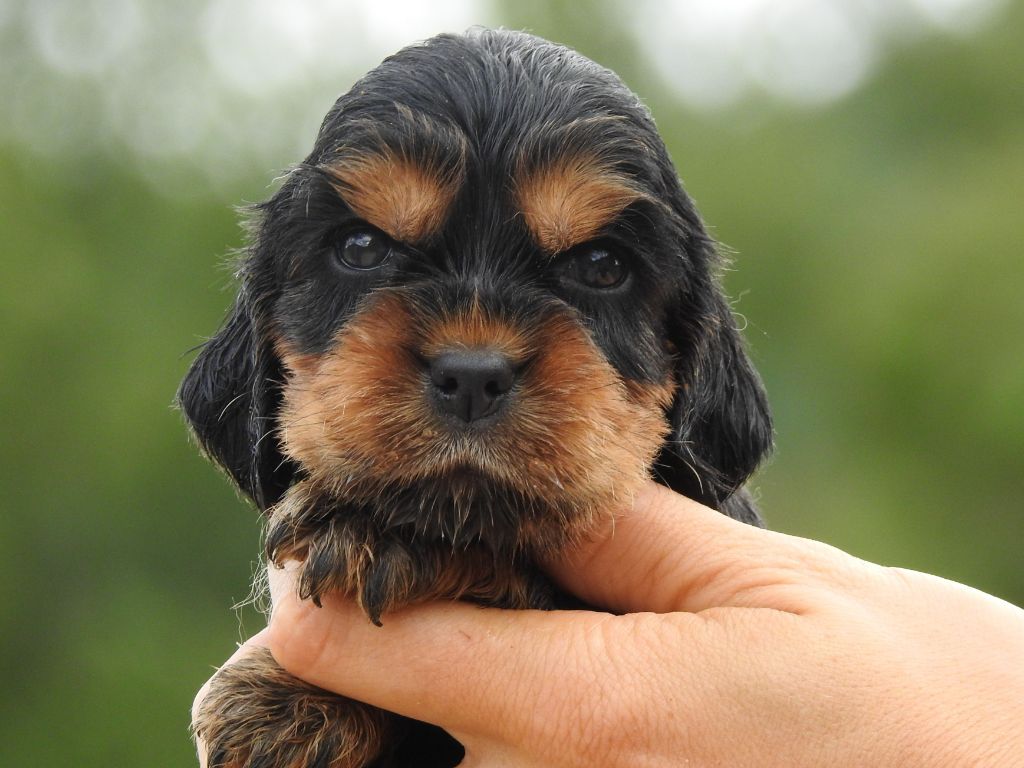 Du Clos De La Majesty - Chiots disponibles - Cocker Spaniel Anglais