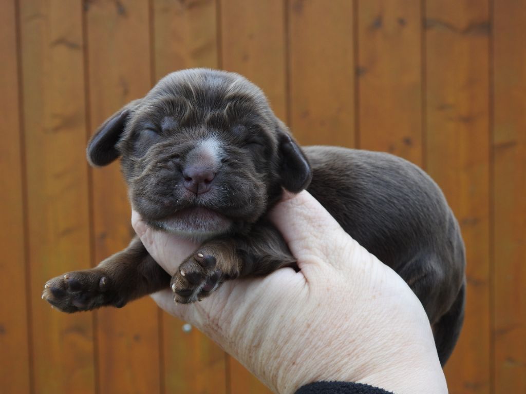 Du Clos De La Majesty - Chiots disponibles - Cocker Spaniel Anglais