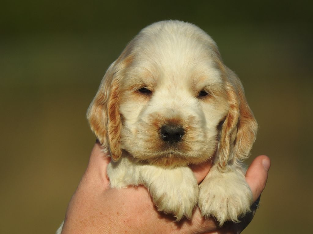 Chiot Cocker Spaniel Anglais Du Clos De La Majesty