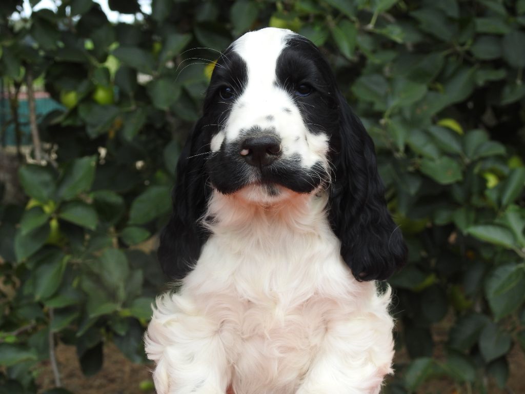 Du Clos De La Majesty - Chiots disponibles - Cocker Spaniel Anglais
