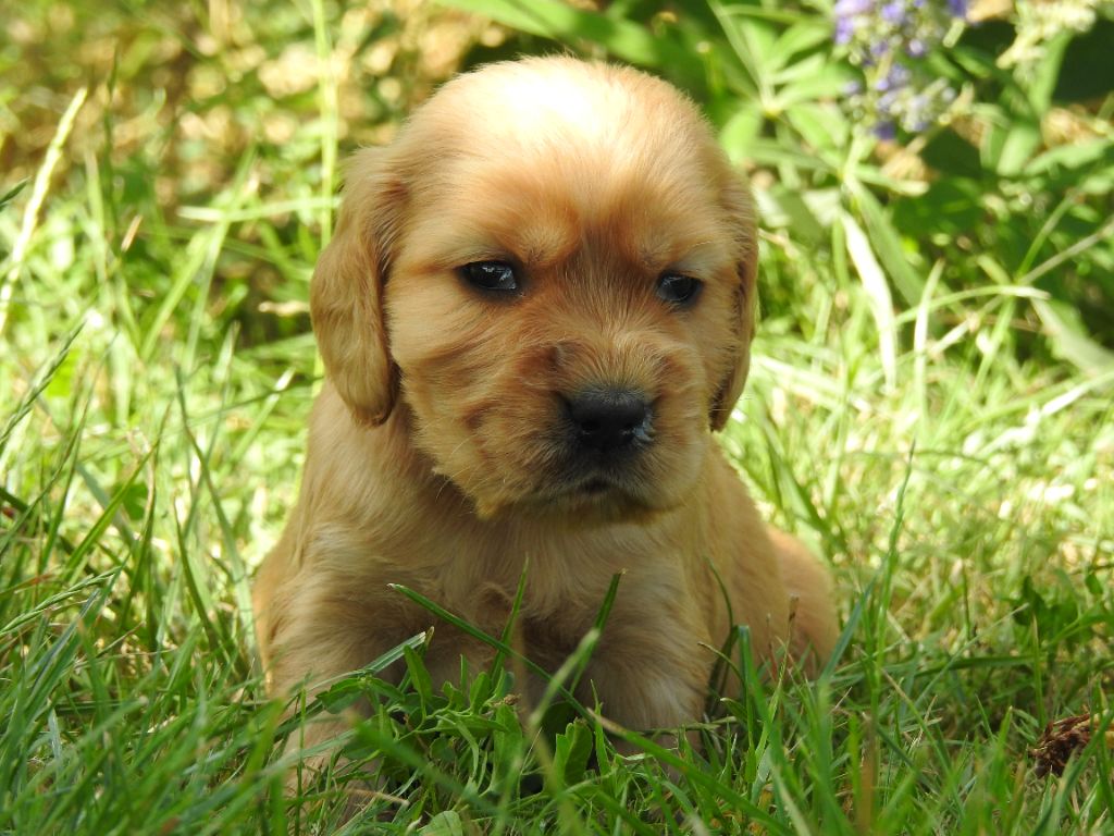 Du Clos De La Majesty - Chiots disponibles - Cocker Spaniel Anglais