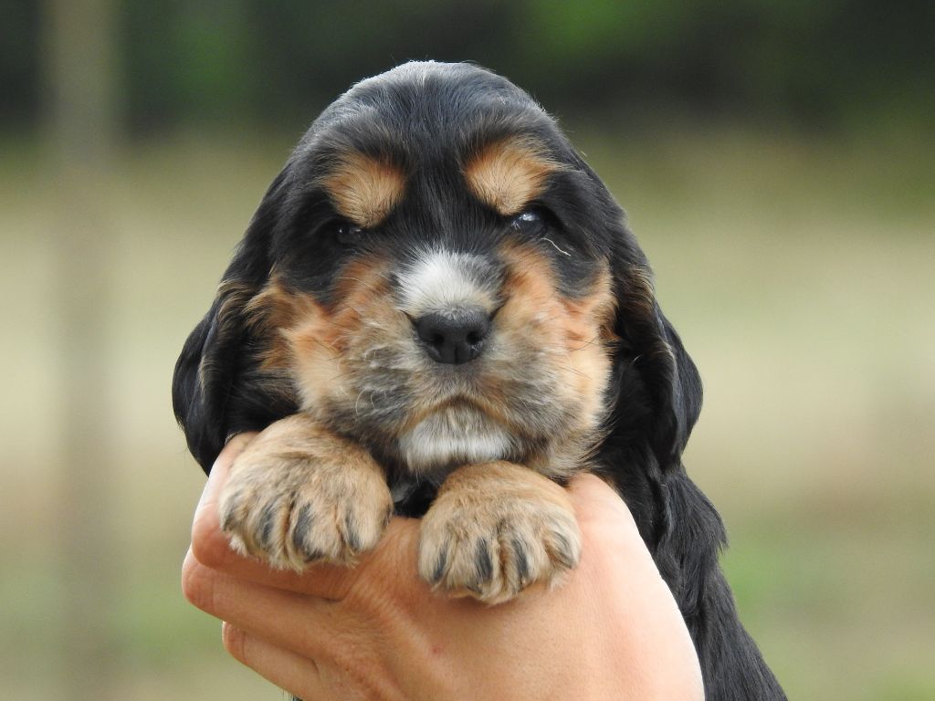 Du Clos De La Majesty - Chiots disponibles - Cocker Spaniel Anglais