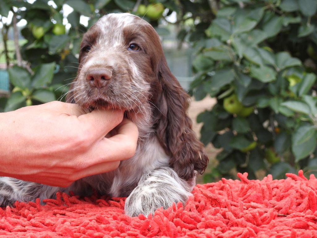 Du Clos De La Majesty - Chiots disponibles - Cocker Spaniel Anglais