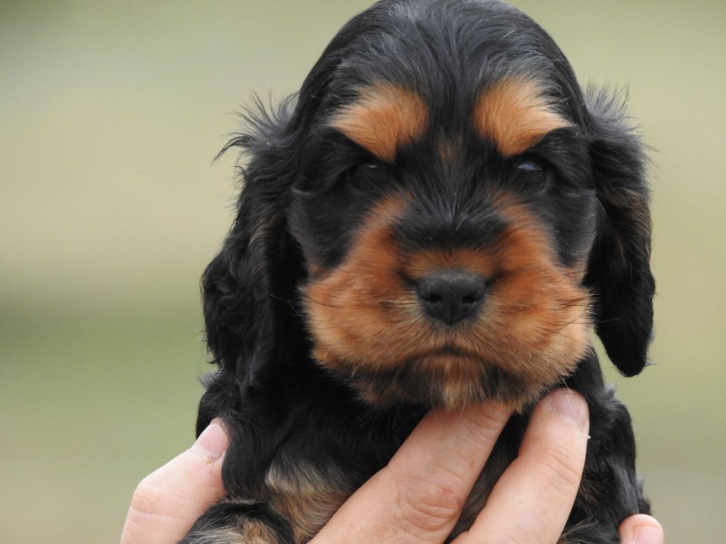 Chiot Cocker Spaniel Anglais Du Clos De La Majesty