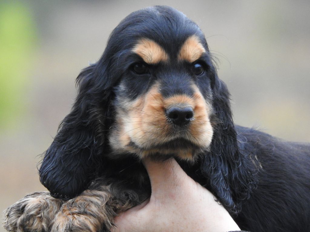 Du Clos De La Majesty - Chiots disponibles - Cocker Spaniel Anglais