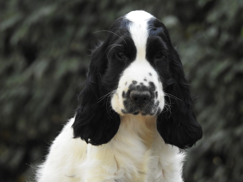 Du Clos De La Majesty - Chiots disponibles - Cocker Spaniel Anglais