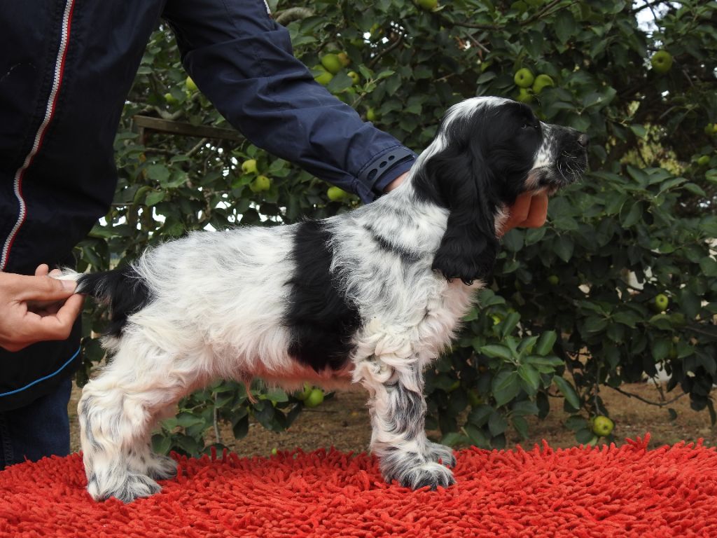 Du Clos De La Majesty - Chiots disponibles - Cocker Spaniel Anglais