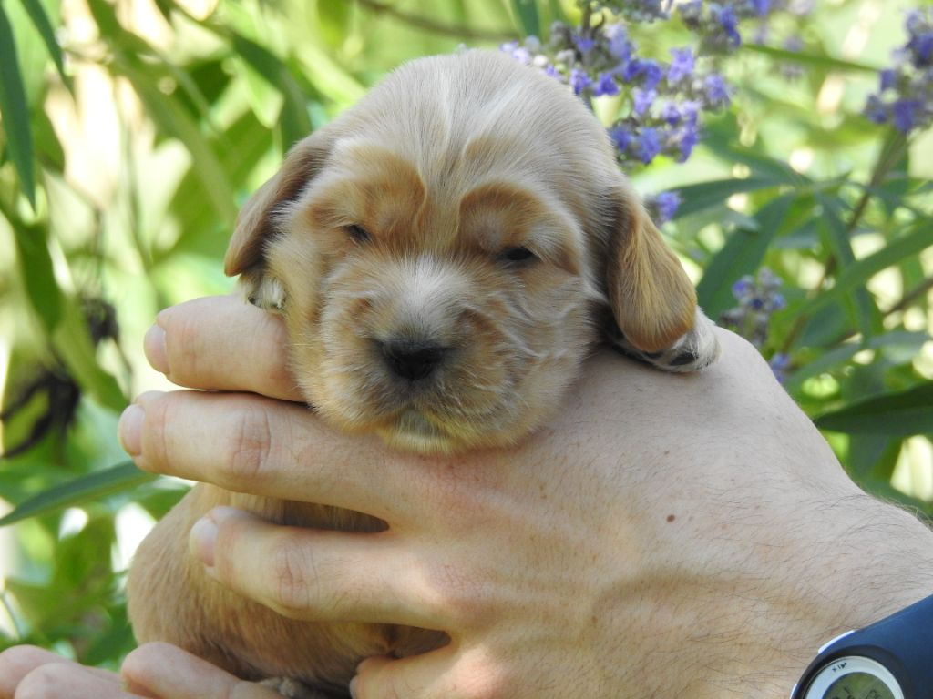 Du Clos De La Majesty - Chiots disponibles - Cocker Spaniel Anglais