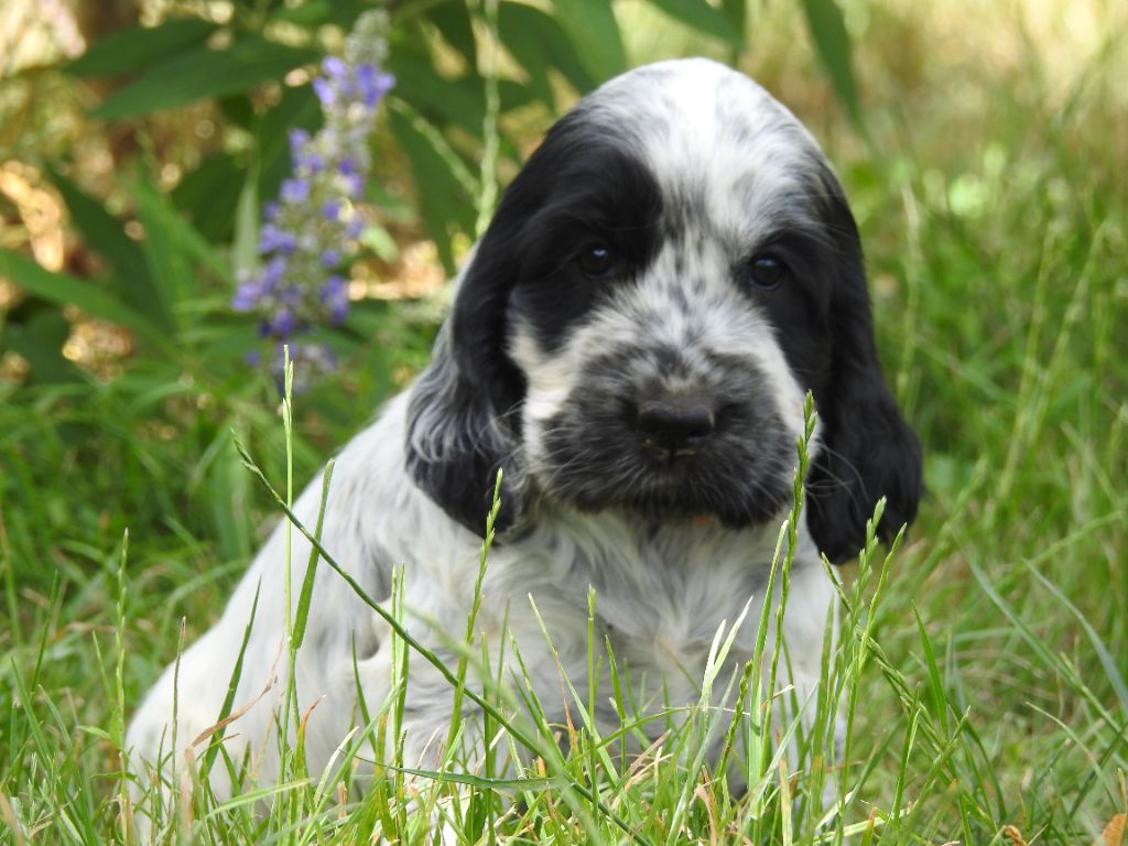 Du Clos De La Majesty - Chiots disponibles - Cocker Spaniel Anglais