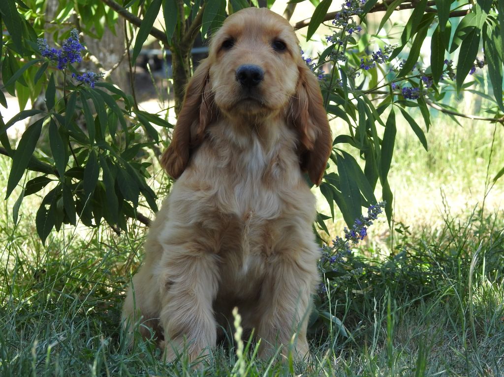 Du Clos De La Majesty - Chiots disponibles - Cocker Spaniel Anglais