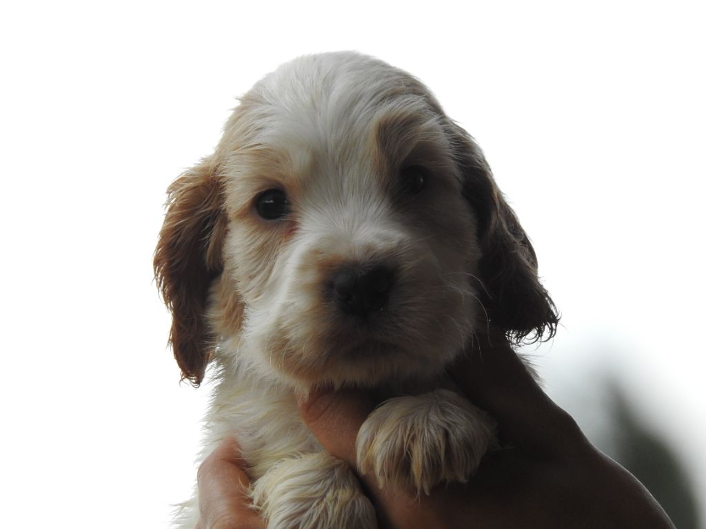 Chiot Cocker Spaniel Anglais Du Clos De La Majesty