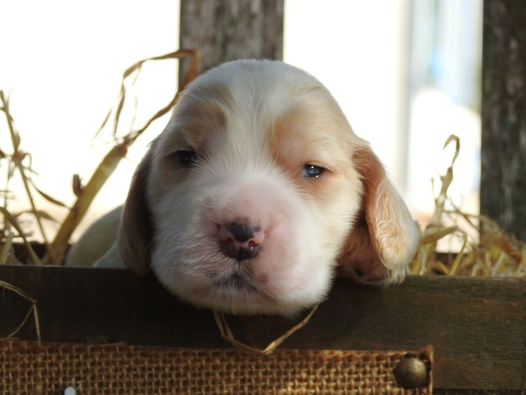 Du Clos De La Majesty - Chiots disponibles - Cocker Spaniel Anglais