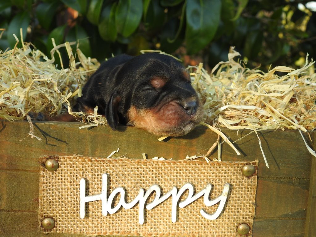 Du Clos De La Majesty - Chiots disponibles - Cocker Spaniel Anglais