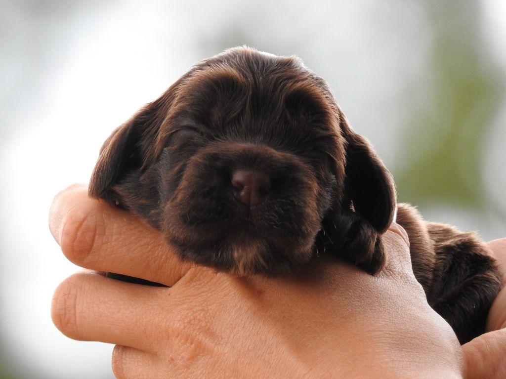 Du Clos De La Majesty - Chiots disponibles - Cocker Spaniel Anglais