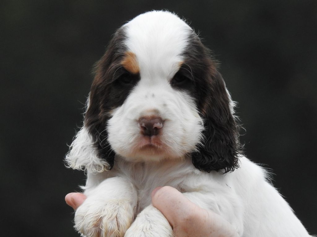Du Clos De La Majesty - Chiots disponibles - Cocker Spaniel Anglais