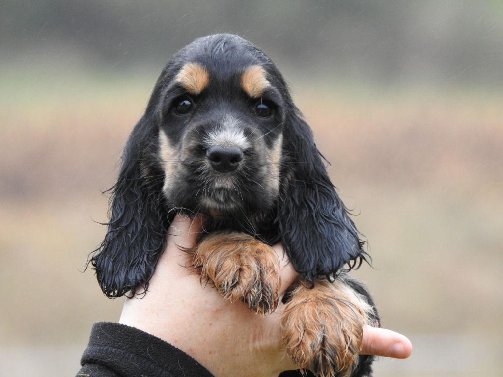 Du Clos De La Majesty - Chiots disponibles - Cocker Spaniel Anglais