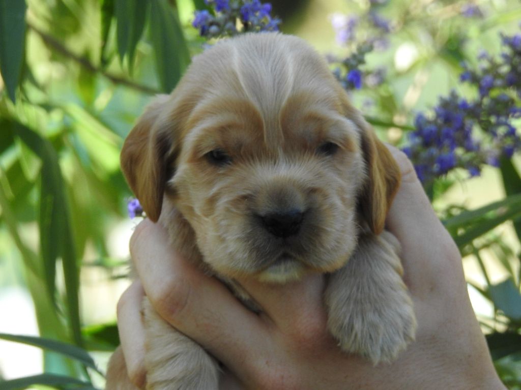 Du Clos De La Majesty - Chiots disponibles - Cocker Spaniel Anglais