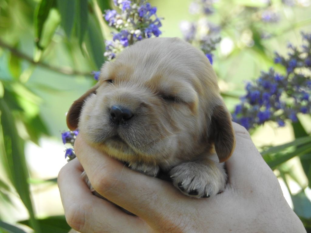 Du Clos De La Majesty - Chiots disponibles - Cocker Spaniel Anglais