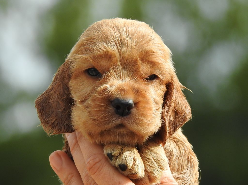 Du Clos De La Majesty - Chiots disponibles - Cocker Spaniel Anglais