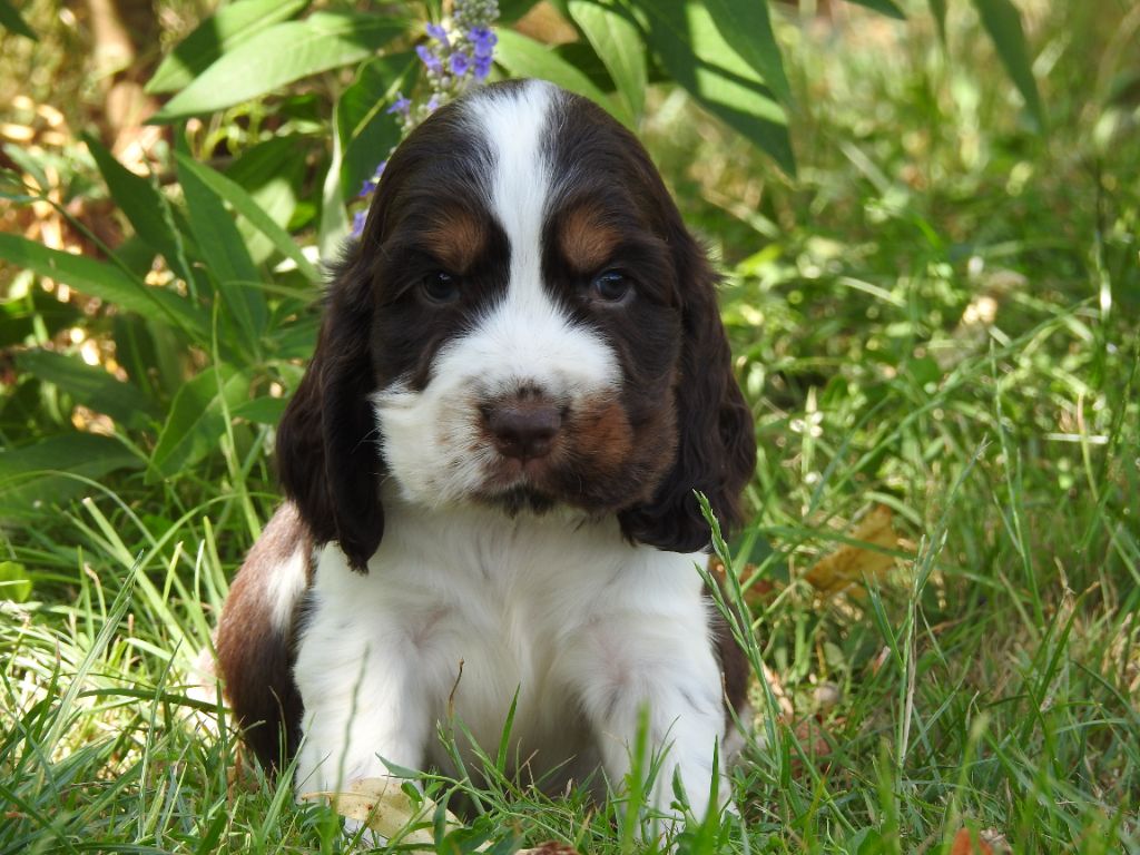 Du Clos De La Majesty - Chiots disponibles - Cocker Spaniel Anglais