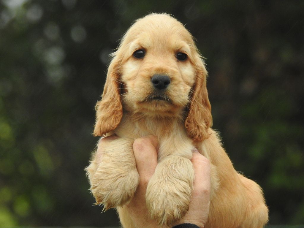Du Clos De La Majesty - Chiots disponibles - Cocker Spaniel Anglais